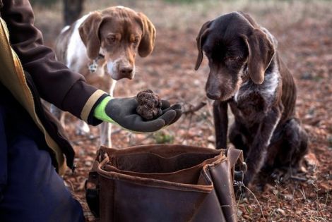 FEEL & TASTE ISTRIA: TRUFFLE HUNTING & DEGUSTATION